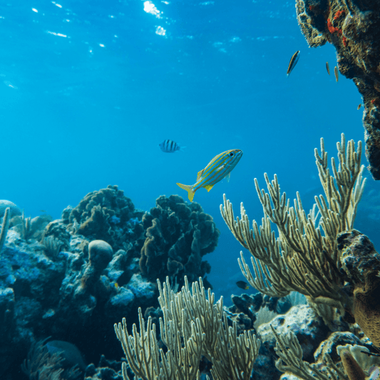 Sea-Inspired Adornments: Bringing the Allure of Coral Reefs and Dolphins into Your Everyday - DiveSilver Jewelry