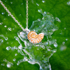 DiveSilver Nautilus Shell Sterling Silver with Gold Accent MPD6335